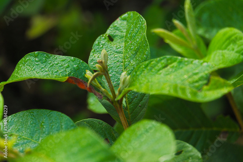 Close-up of a fresh green guava leaf covered with water droplets after rain, showing detailed texture and natural imperfections
