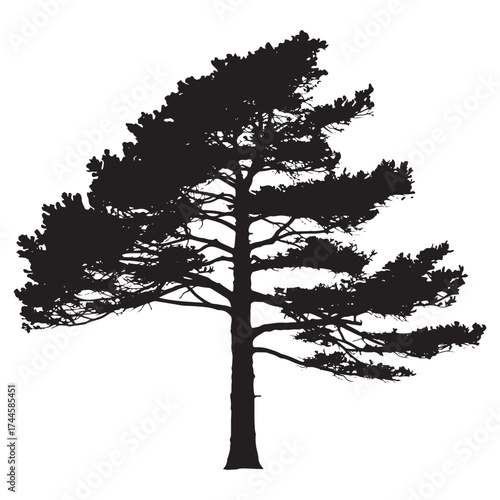 Silhouette of a tall pine tree with spreading branches against a white background Vector Art