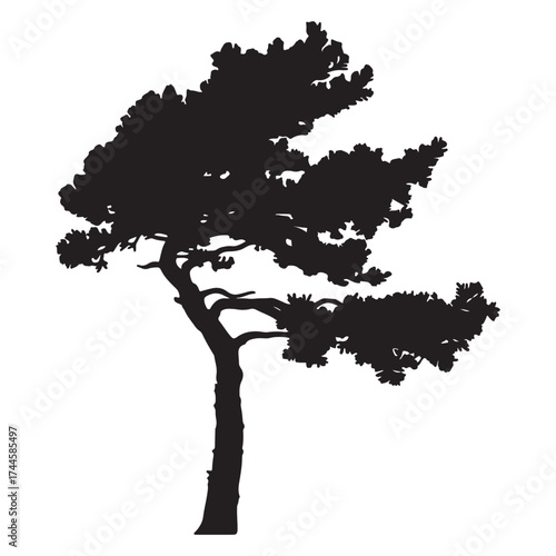 Silhouette of a windswept pine tree against a white background