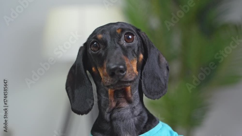 Charming dachshund indoors against a soft, blurry background. pet themes and indoor settings.