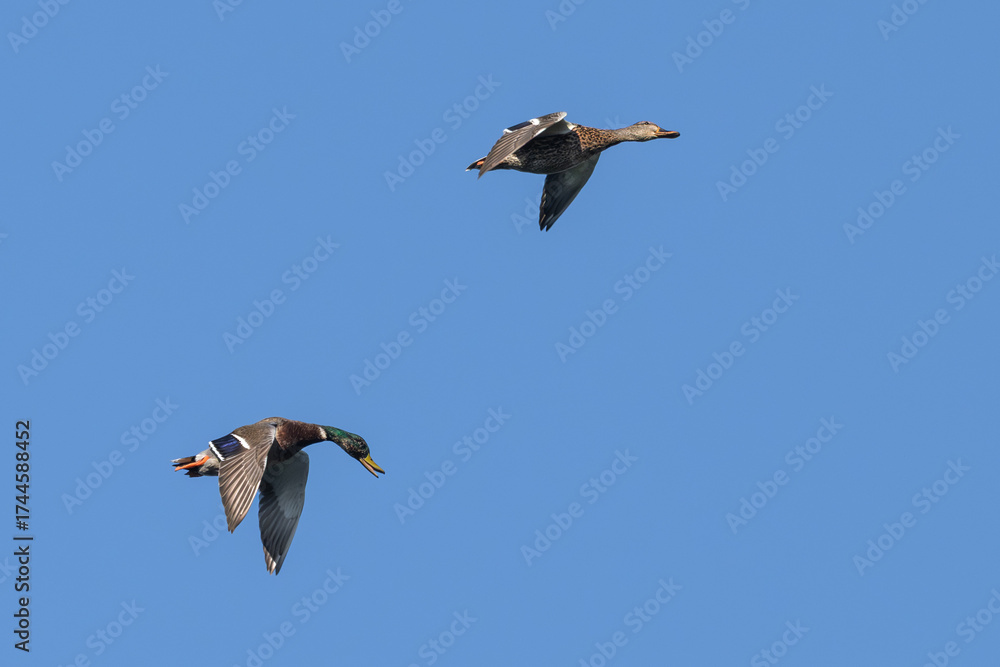 Obraz premium Flock of mallard ducks in flight.