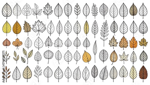 Detailed Vector Illustration of Various Leaf Shapes in a Grid