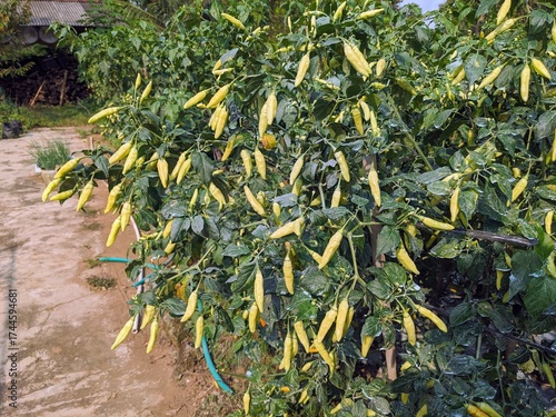 A pepper plant laden with numerous yellow peppers, growing outdoors in a garden setting.