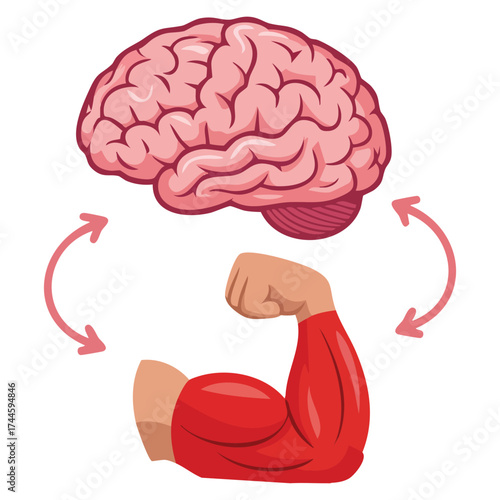 Connection of health brain and muscle fiber vector illustration showing neuromuscular relation unity of mental and muscular growth and impulse transmission response