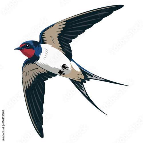 Cute swallow concept vector illustration sticker with bird soaring in sky, wings spread bottom view perfect for postcards, flat cartoon artwork isolated