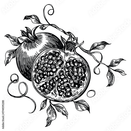 Fruit garnet pomegranate concept hand drawn sketch style engrave design big conceptual collection vector isolated illustration suitable for retro art