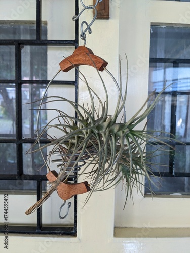 Tillandsia hanging air plant in a decorative holder, with a window visible in the background.