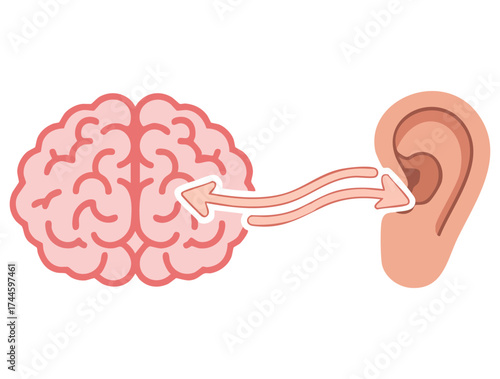 Vector illustration showing connection of brain and ear hear organ symbolizing unity of mental health and hearing perfect for health awareness and education