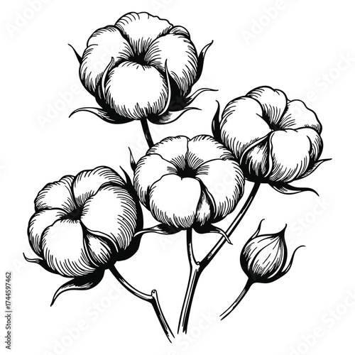 Vector illustration of wildflower cotton flower isolated with plant name cotton perfect for wrapper texture background frame or border design