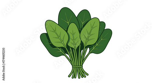 A vibrant vector illustration of a fresh bunch of green spinach leaves tied together with a string, perfect for healthy eating and culinary themes.
