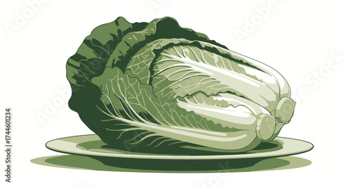 A fresh, crisp green cabbage presented on a simple white plate, rendered in a clean vector art style, perfect for healthy eating concepts.