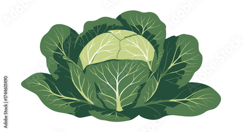 A fresh, vibrant green cabbage head is beautifully illustrated as a detailed vector graphic, perfect for healthy eating and natural food designs on a transparent background.
