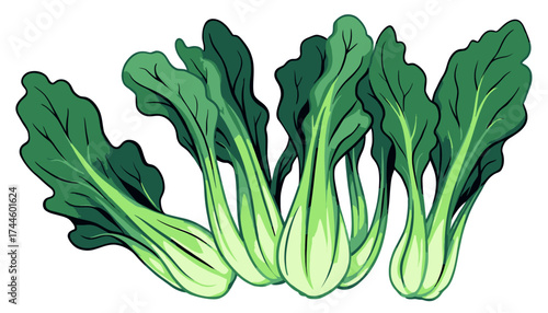 A vibrant vector illustration showcases a cluster of fresh bok choy, perfect for adding a healthy, organic touch to culinary designs and nutritional projects.