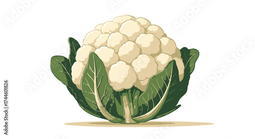 A fresh, healthy cauliflower with vibrant green leaves is presented as a clean, isolated vector illustration on a pure white background.