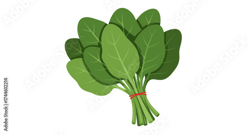 A fresh bunch of green spinach leaves, tied together with a red string, presented as a vibrant vector illustration isolated on a clean white background.
