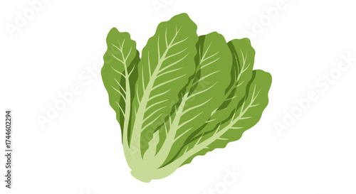 Isolated vector illustration of vibrant green bok choy, a nutritious leafy vegetable, perfect for culinary designs, healthy eating promotions, and educational resources about produce.