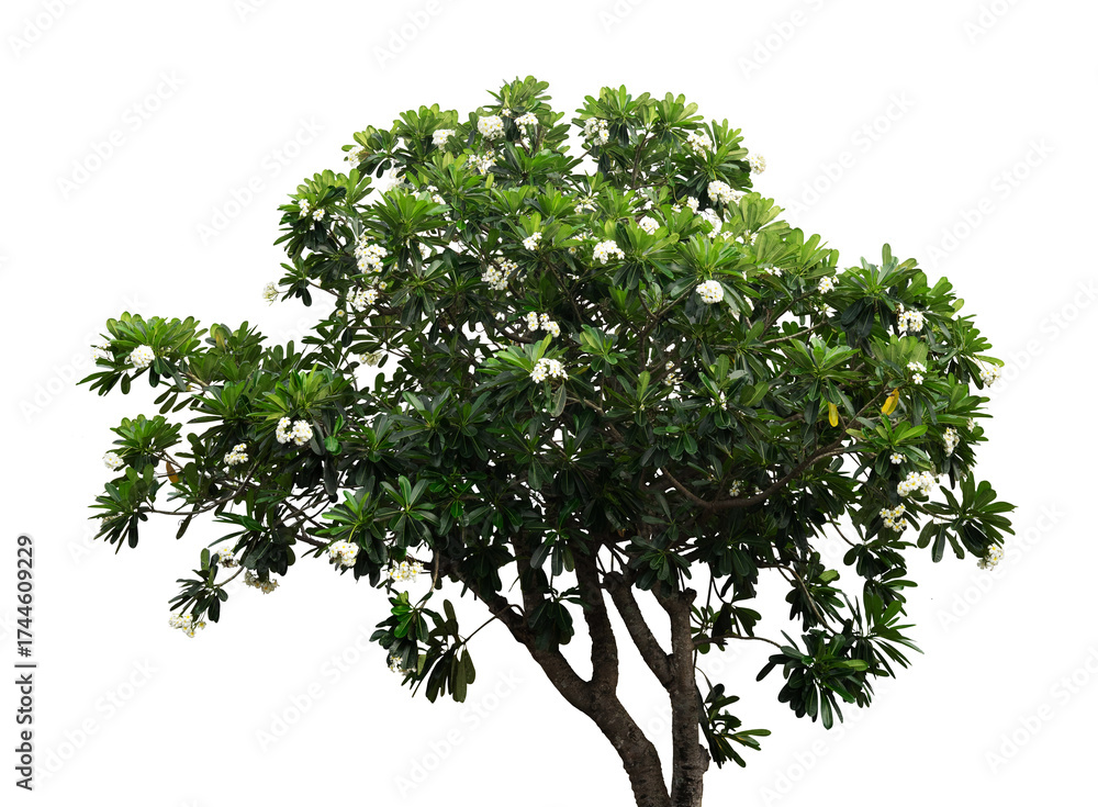 Obraz premium nature lush frangipani tree isolated