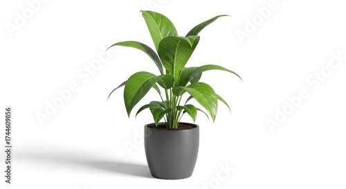 Peace lily plant in pot indoor houseplant green leaves foliage home decor botanical nature freshness air purifier