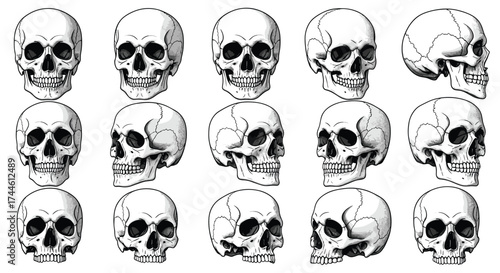 A collection of detailed anatomical illustrations showcasing human skulls from various angles.