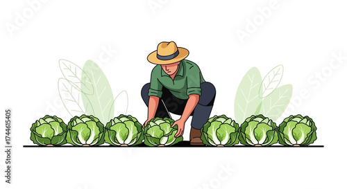 Farmer Gathering Cabbage Heads from the Field Showing Agricultural Production