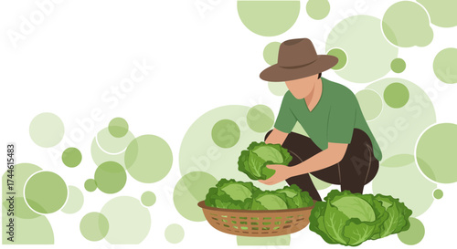 Farmer Harvesting Cabbage in a Field with Green Circles for Fresh Produce Market Promotion