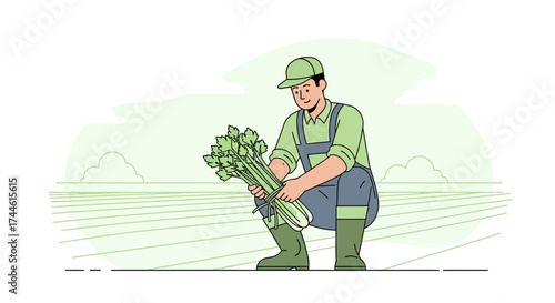 Farmer Harvesting Celery In The Field, Illustrating Fresh Produce From Organic Cultivation