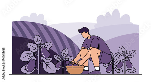 Farmer Harvesting Eggplants in the Field: A Simple Illustration of Agricultural Work