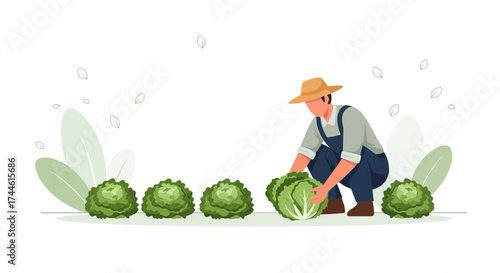 Farmer Harvesting Fresh Cabbage from Agricultural Field with Minimalist Illustration