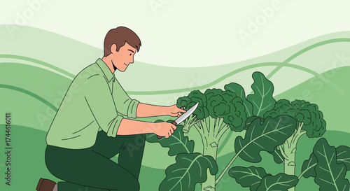 Farmer Harvesting Organic Broccoli in a Field in the Countryside Illustration