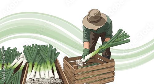 Farmer Carefully Harvesting Fresh Leeks From A Wooden Crate, Agriculture Illustration.