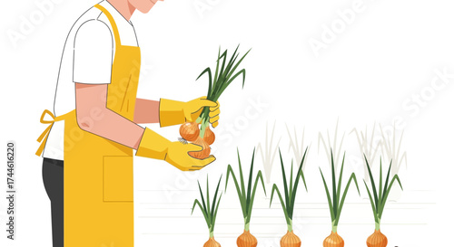 Farmer Harvesting Ripe Onions from the Garden with Yellow Apron and Gloves