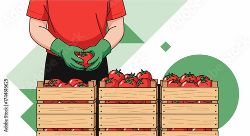 Farmer Inspecting Tomatoes: Fresh Harvest In Wooden Crates, Agricultural Production