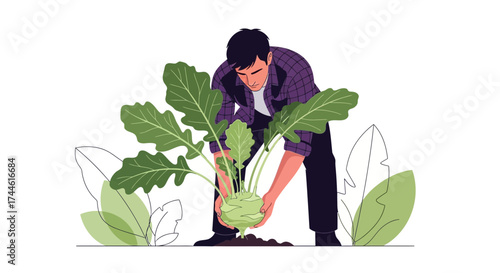 Farmer Planting Fresh Kohlrabi Vegetable in Garden with Lush Foliage and Greenery