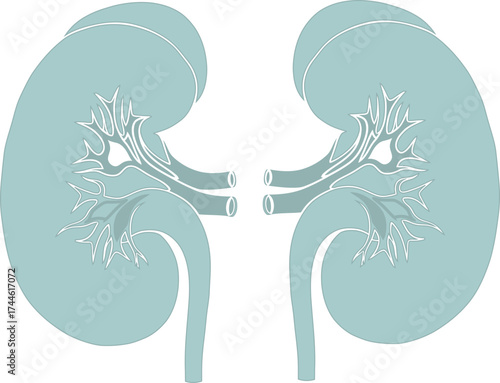 Human kidneys vector illustration. Medical icon of the urinary system anatomy for healthcare and science