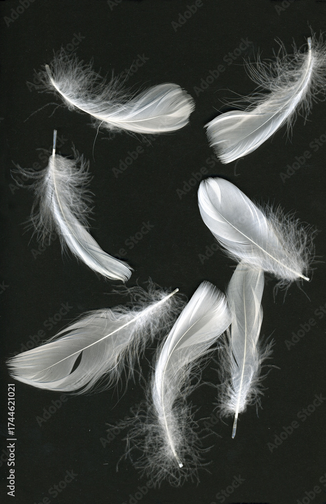 Obraz premium white feathers on black