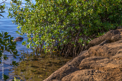 Healthy Green and Brown Mangrove Plant Growing in Honolulu Hawaii.