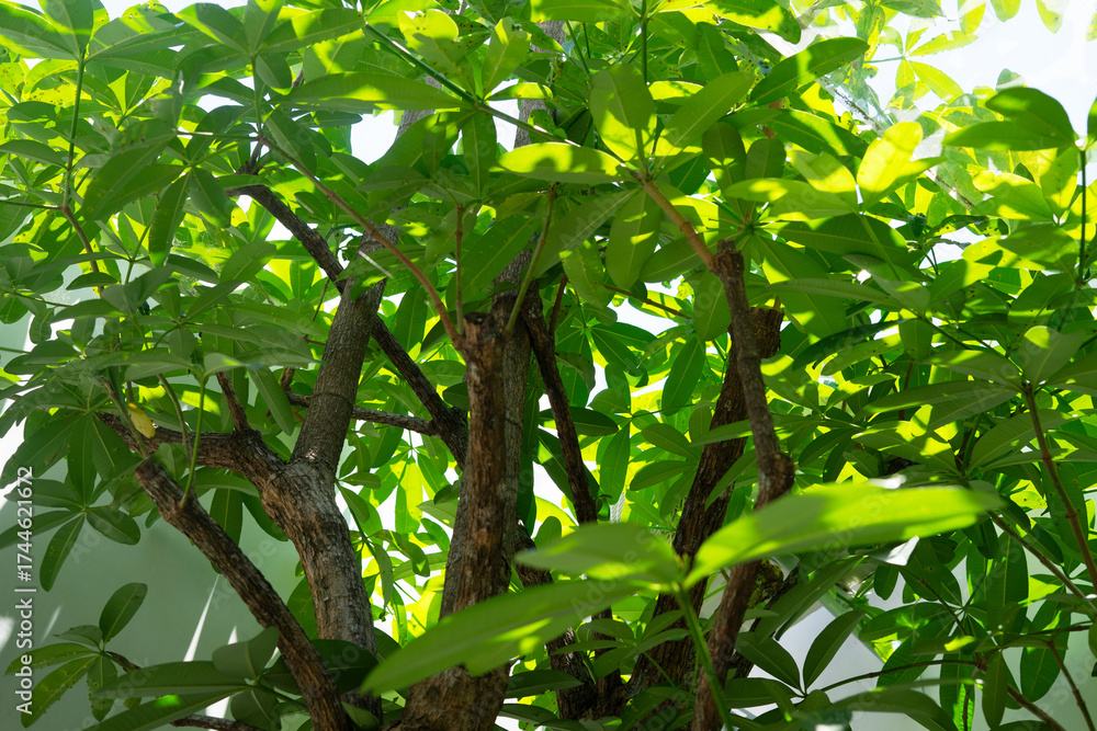 Fototapeta premium lush plant forest nature background