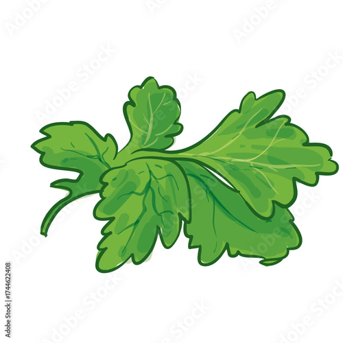 Parsley Hand Drawing Vector Illustration