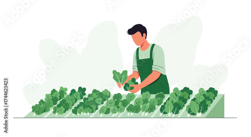 Gardener Harvesting Fresh Lettuce in a Modern, Eco-Friendly, Urban Farm Setting