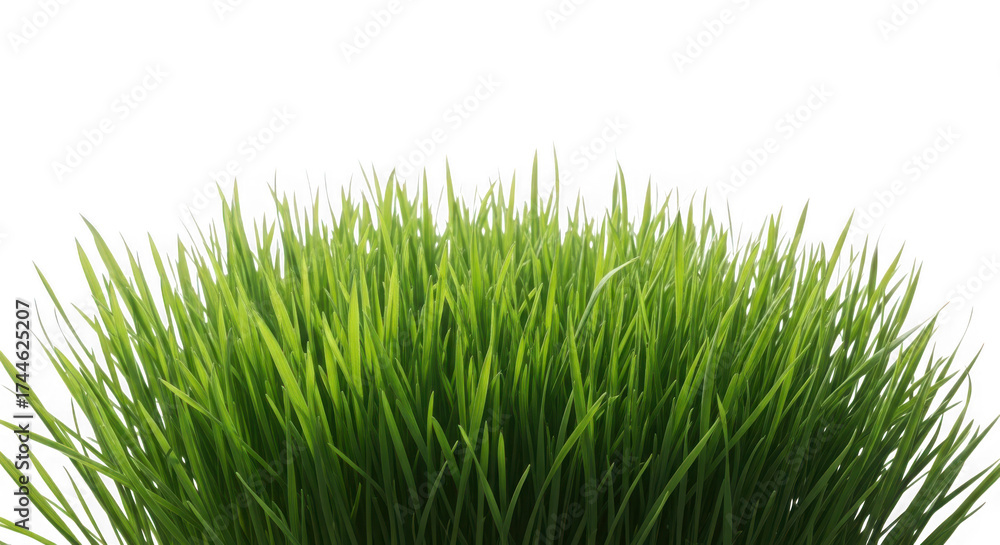 Fototapeta premium Fresh green grass isolated on transparent background