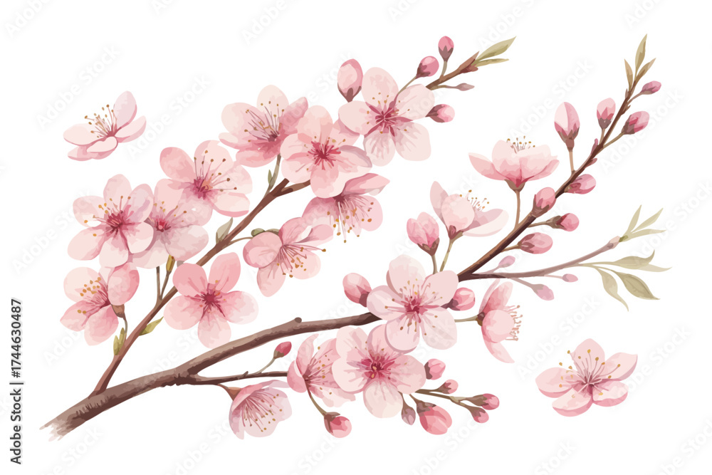 Fototapeta premium Pink Cherry Blossom Watercolor Branch vector illustration