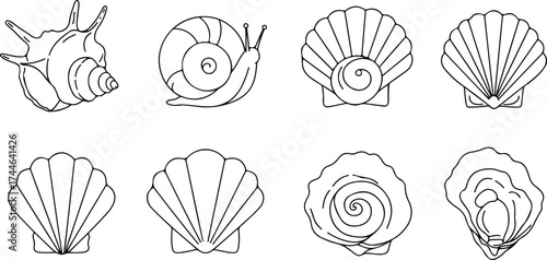 Shells and snail illustration black and white drawing of marine life.