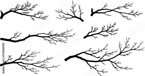 Silhouette of tree branches against a white background artistic nature.