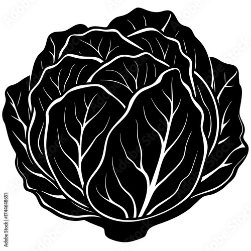 Cabbage Nutrition & Health Benefits: Crunchy, Low-Calorie Superfood for Wellness