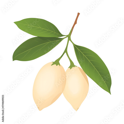 Pistachio nuts