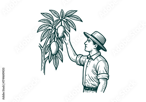Mango hand drawn simple engraved vector illustration