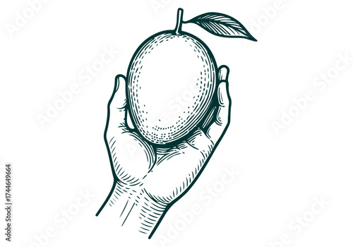 Mango hand drawn simple engraved vector illustration