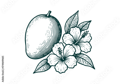 Mango hand drawn simple engraved vector illustration