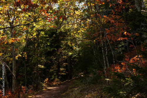 A hiking trail in the woods in the Catskills in New York State.
