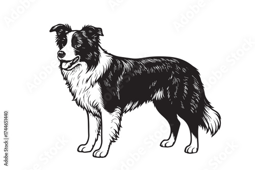 Creative vector artwork showing a Border Collie dog, elegant posture in monochrome black and white, outlined sharply with black stroke for clarity.